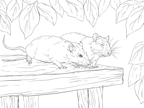 Two rats on the roof coloring book
